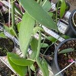 Vanilla planifolia Hoja