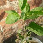 Malus prunifolia Fuelha