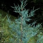 Juniperus scopulorum Casca