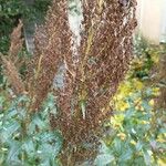 Artemisia suksdorfii Flower