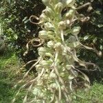 Himantoglossum hircinum Flower