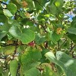 Cercis occidentalis Hostoa