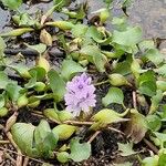 Pontederia crassipes Цвят