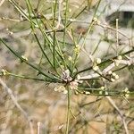 Calligonum polygonoides عادت داشتن