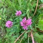 Trifolium medium Cvet