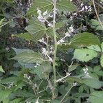 Rubus questieri Flower