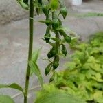 Epipactis phyllanthes Інше