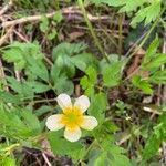 Ranunculus hispidus 花