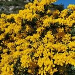 Cytisus galianoi Flor