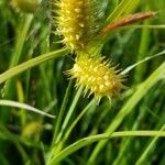 Carex lurida Fleur
