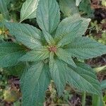 Acalypha virginica Blatt