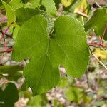 Vitis californica برگ