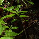 Impatiens kamerunensis Leaf