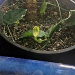 Ceropegia inornata Άλλα