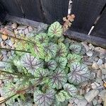 Heuchera americana 葉