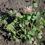 Trifolium fucatum Natur