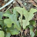 Quercus stellata Leaf