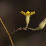 Croptilon divaricatum Цветок