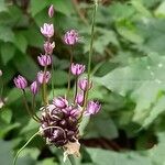 Allium scorodoprasum Flower