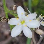 Simethis mattiazzii Blüte