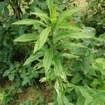 Solidago canadensisLevél