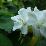 Dombeya acutangula Λουλούδι