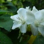 Dombeya acutangula Kukka