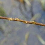 Salix × mollissima Bark