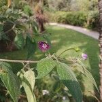 Capsicum pubescens Flor
