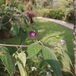 Capsicum pubescens Flower