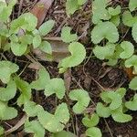 Centella asiatica برگ