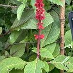 Salvia confertiflora Leaf