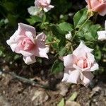 Rosa abietina Blomst