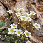 Saxifraga squarrosa Floare