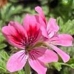 Pelargonium graveolens Blüte