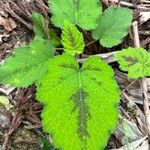Rubus alceifolius Leaf