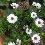 Osteospermum ecklonis葉