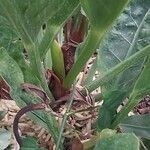 Anthurium schlechtendalii Kabuk