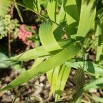 Chasmanthium latifolium Лист