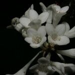 Phaleria capitata फूल