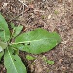 Verbascum phlomoides Φύλλο