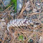 Pinus strobus Fruit