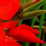 Hesperantha coccinea その他の提案