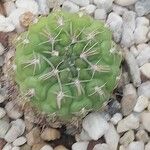 Gymnocalycium capillense Leaf