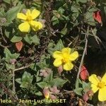Helianthemum marifolium Λουλούδι