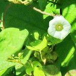 Distimake aegyptius फूल