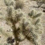 Cylindropuntia echinocarpa ᱥᱟᱠᱟᱢ