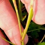 Phleum alpinum ഇല