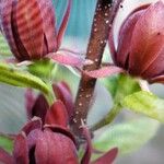 Calycanthus floridus L.Fiore