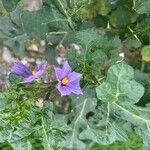 Solanum linnaeanum Květ